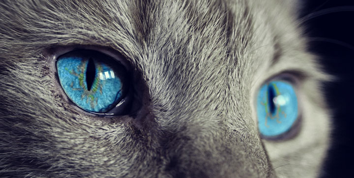 16 imágenes y GIFs de gatos para celebrar el Día Internacional del Gato