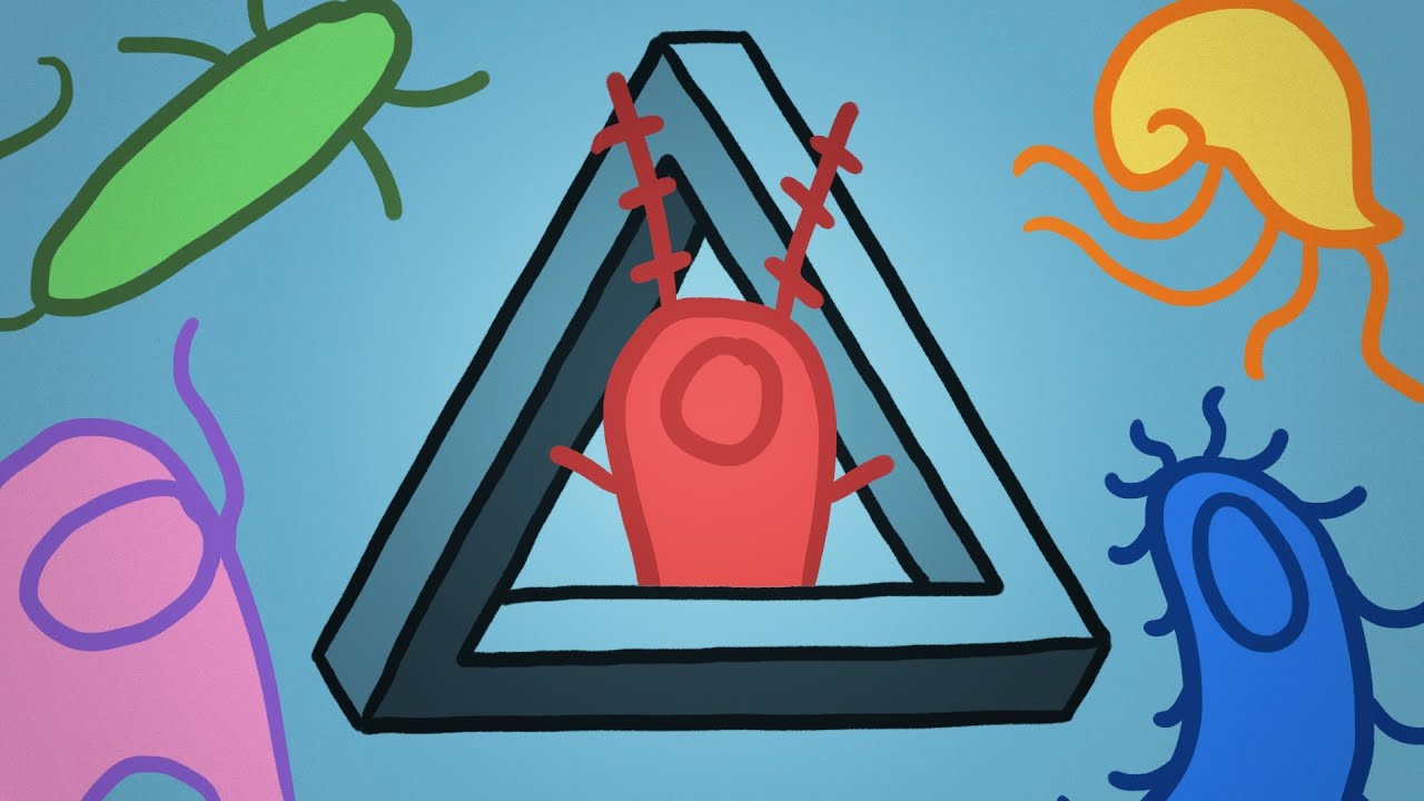 Plancton: 7 datos sorprendentes que desconocías sobre él 13 plancton
