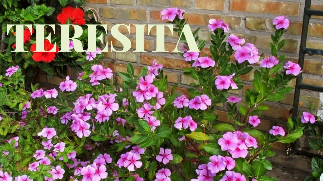 Teresitas flores: 7 consejos para cuidarlas eficazmente 13 teresitas flores